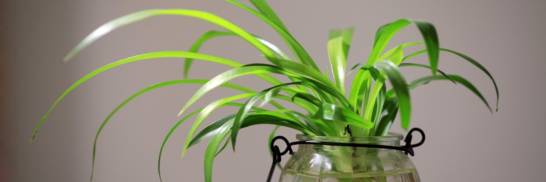 What to Do When Your Plant Stops Growing