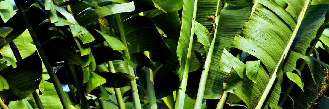 The Difference Between Organic and Chemical-Free Formulas: 7 Powerful Facts About Liquid Plant Food