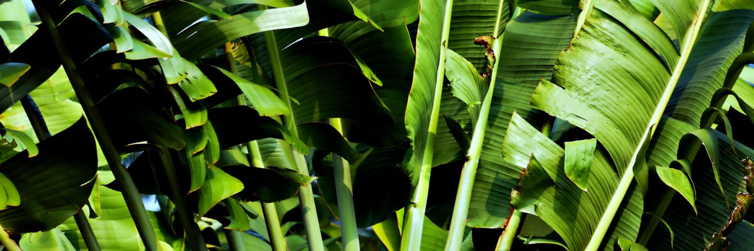 The Difference Between Organic and Chemical-Free Formulas: 7 Powerful Facts About Liquid Plant Food