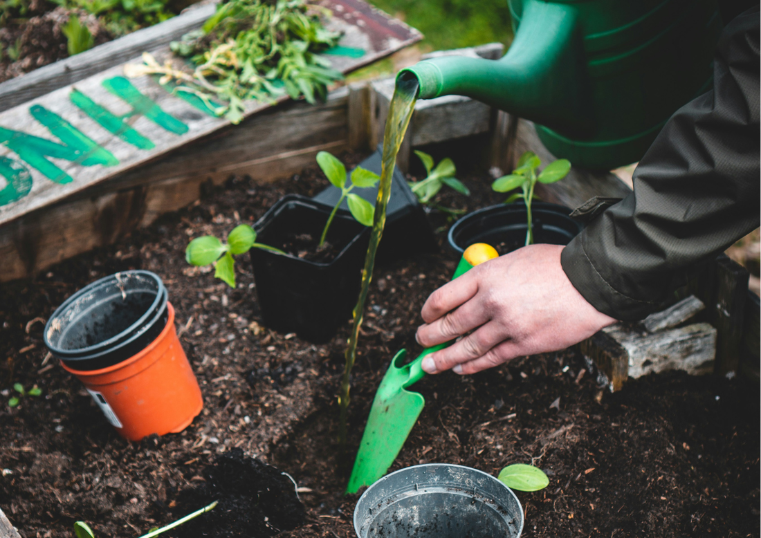 The Complete Guide Of Liquid Plant Food