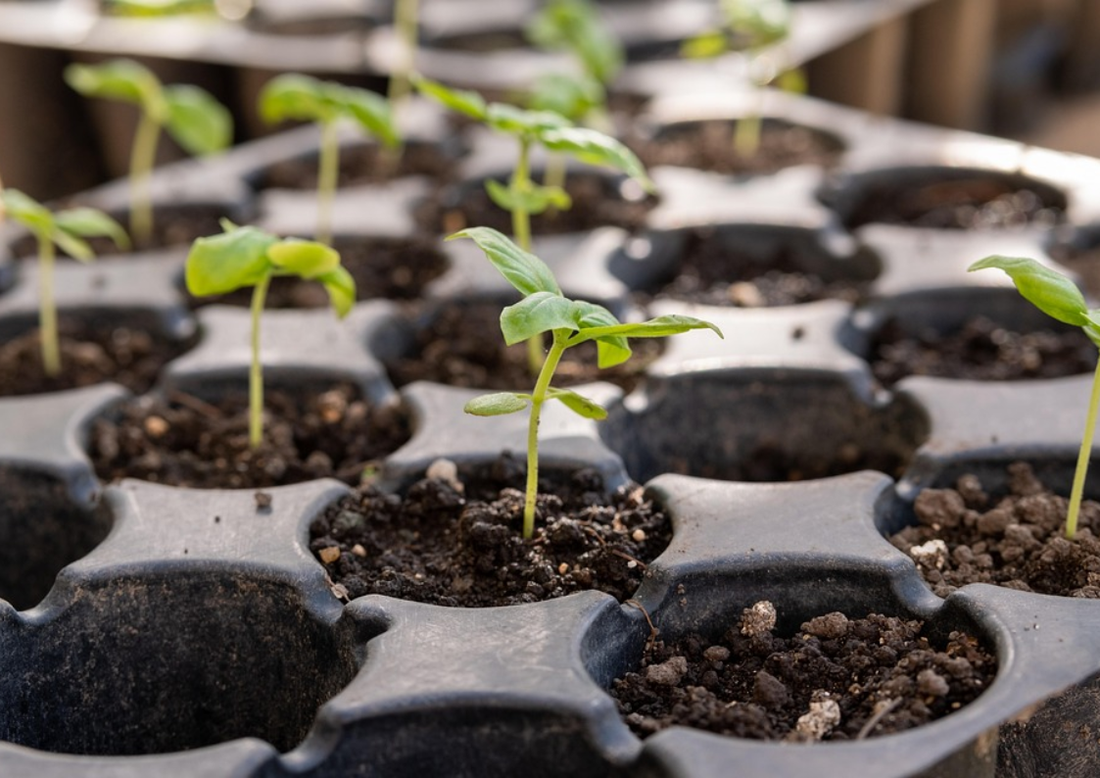 How Often Should You Feed Plants With Liquid Fertilizer?