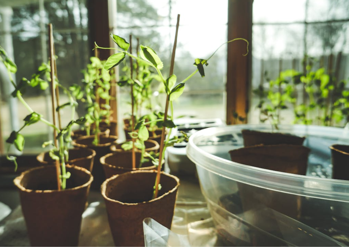 The Benefits of Using Liquid Plant Food