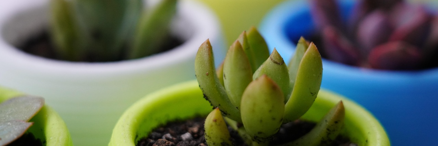 Why Plants Need Micronutrients and Why Liquid Plant Food is Essential for Growth?