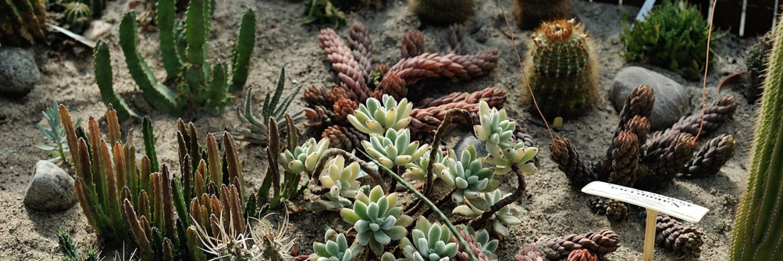 Liquid Plant Food for Succulents - How Much and How Often