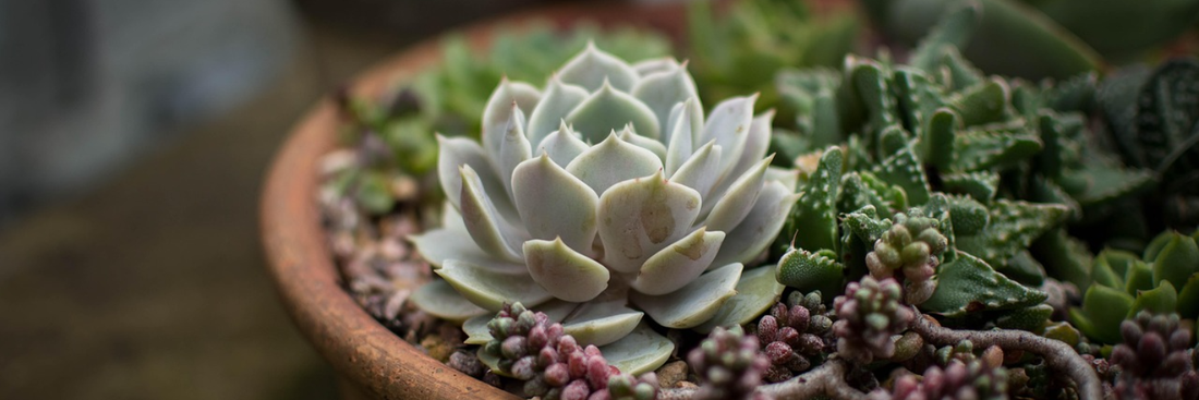 Understanding Hydroponic Gardening for Beginners