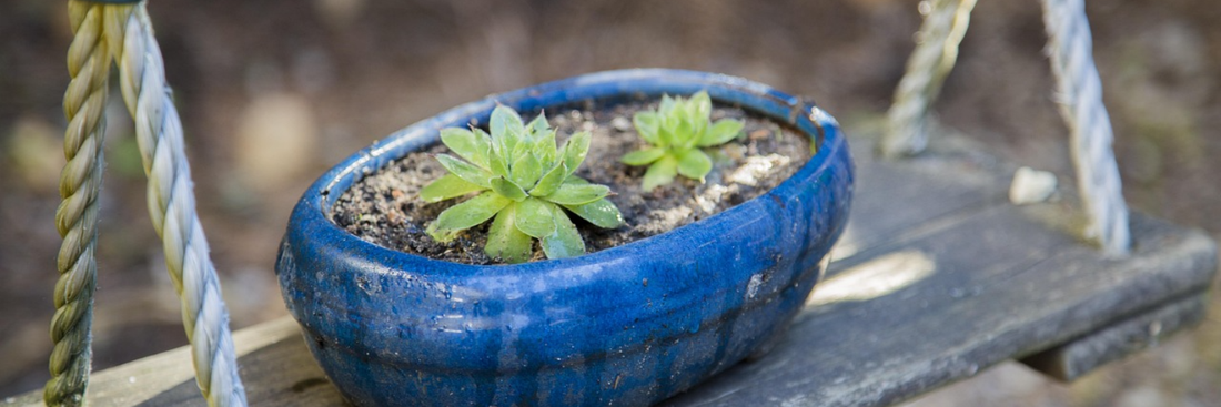 How Liquid Plant Food Works: The Science Explained Simply