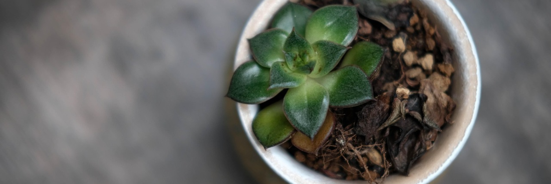 How to Revive Droopy Houseplants with Liquid Plant Food