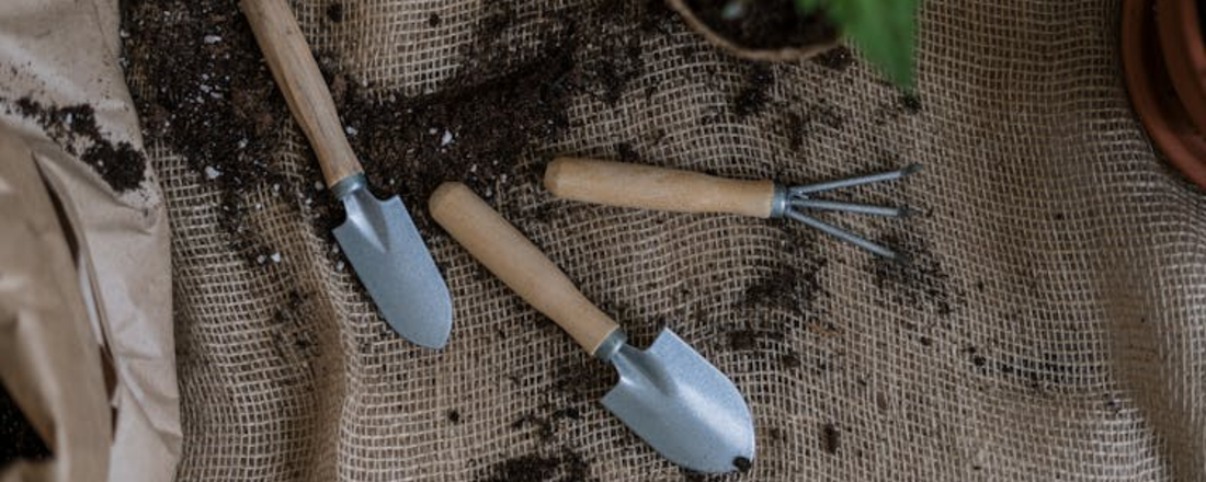 Why Your Plants Are Yellowing—and How Feeding Helps