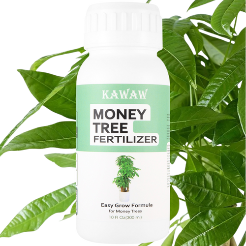 Money Tree Fertilizer