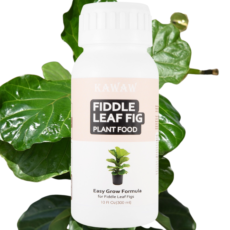 Fiddle Leaf Fig Fertilizer