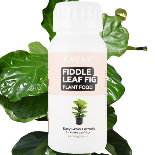 Fiddle Leaf Fig Fertilizer