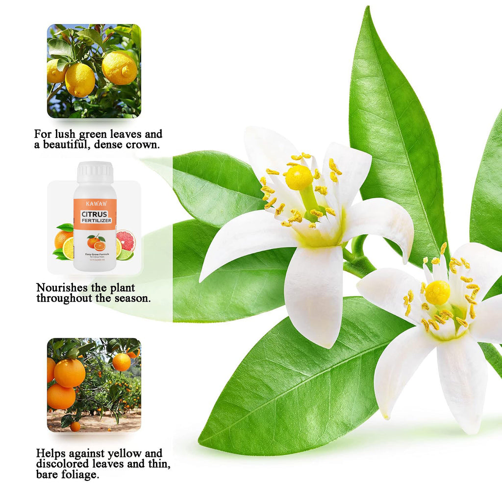 Citrus Fertilizer