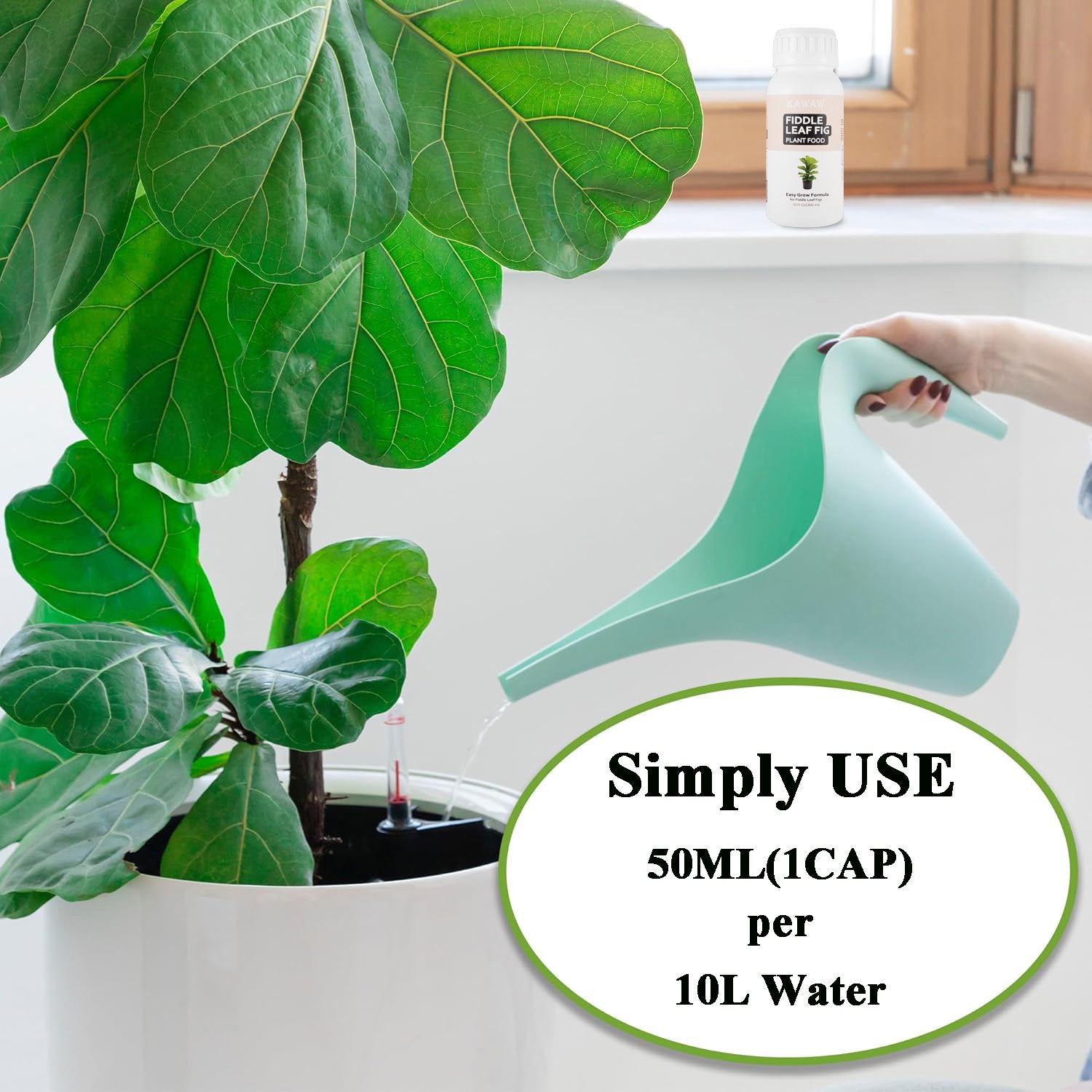 Fiddle Leaf Fig Fertilizer