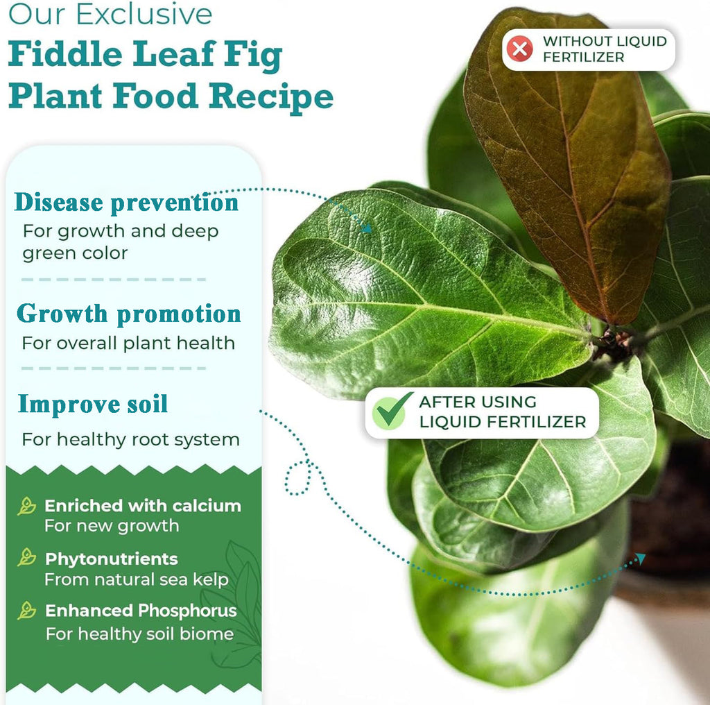 Fiddle Leaf Fig Fertilizer